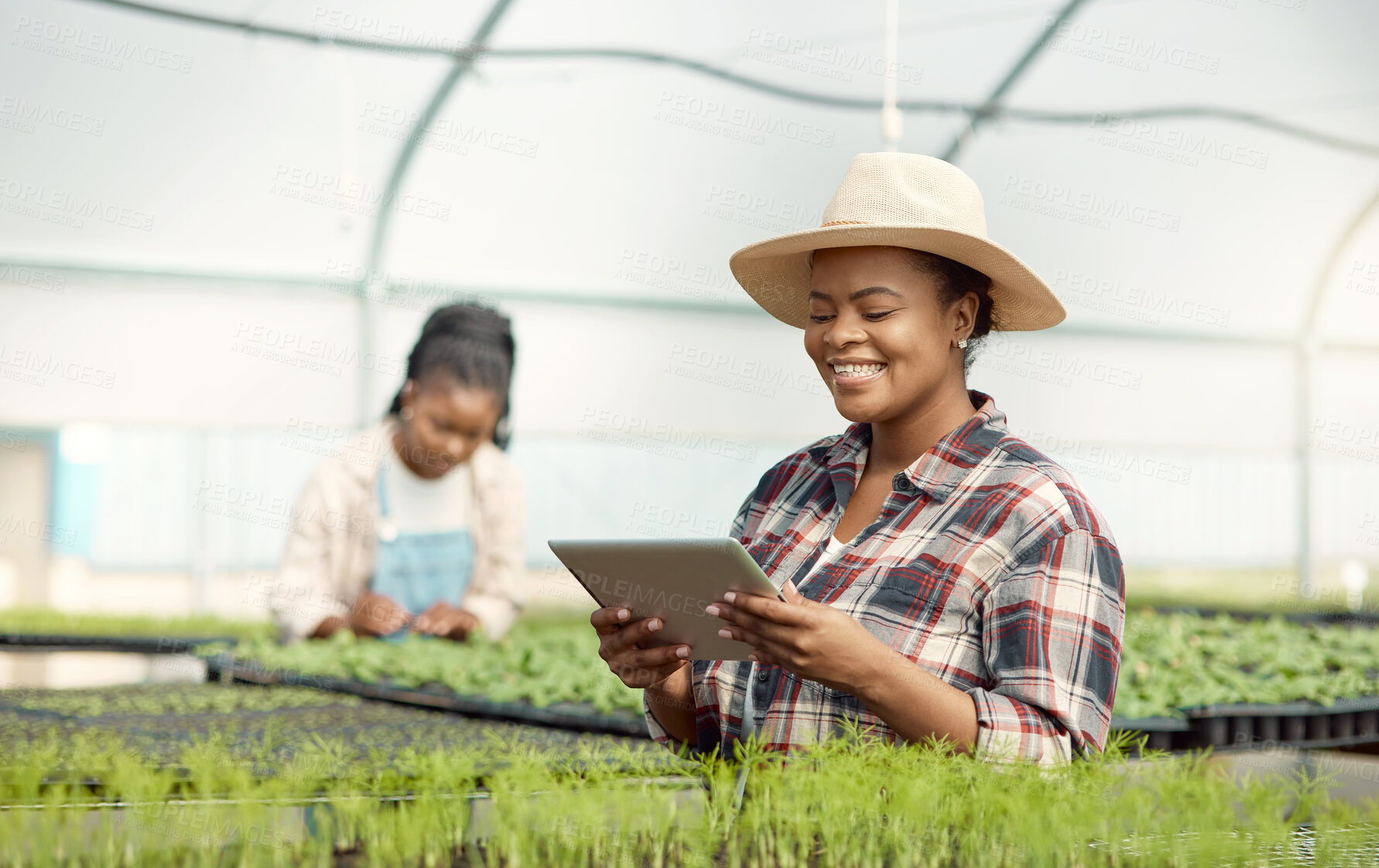 Buy stock photo Greenhouse, tablet and black woman with smile for sustainable business, growth or sales. Crops, plants and happy farmer on tech for eco friendly produce, farming or food production in agriculture