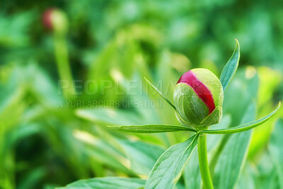 Buy stock photo Garden, space and bud of flower in nature for growth, blooming and blossom in spring season. Background, green and plant with leaf, stem and Peony shoot for environment, ecosystem and botany outdoor