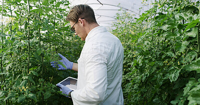 Buy stock photo Scientist, man and inspection on tablet in greenhouse for field research, yield health or reporting. Medical, agronomist and tech on farm for crop management, monitor plant growth and record results
