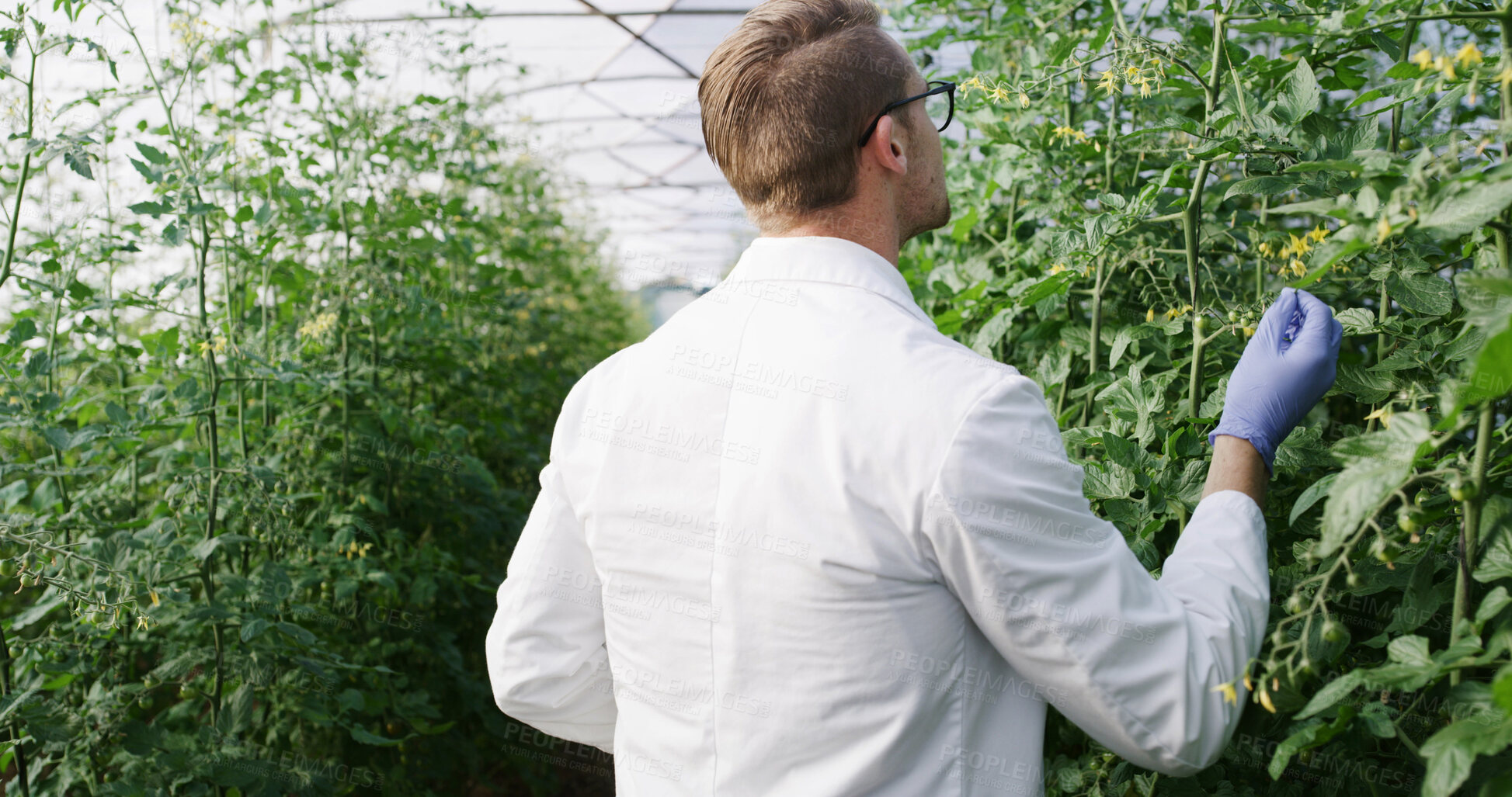Buy stock photo Science, man and inspection in greenhouse with plants, evaluation and monitor growth for agro study. Back, person and environmental scientist with gloves for crop examination, agriculture and review.