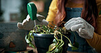 Hands, indoor plants and moisture with woman in home living room for cultivation or gardening. Hobby, houseplant and potting with gardener person in apartment for care, nurturing or planting