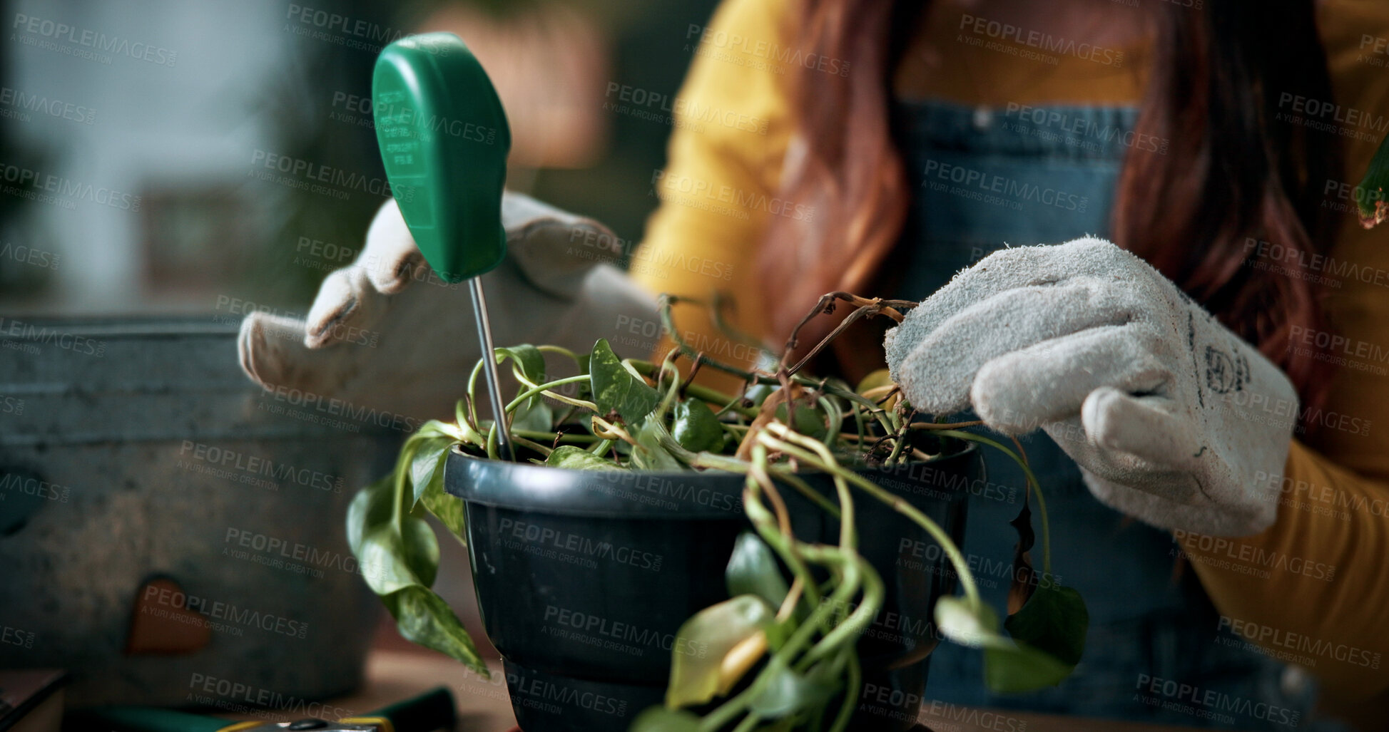 Buy stock photo Hands, indoor plants and moisture with woman in home living room for cultivation or gardening. Hobby, houseplant and potting with gardener person in apartment for care, nurturing or planting