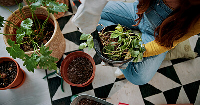 Buy stock photo Gardening, hands and potted plants with woman in home living room for cultivation or planting. Above, horticulture and houseplant with gardener person in apartment for care, nurturing or potting