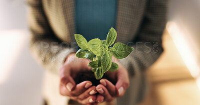 Buy stock photo Hands, plant and seedling with growth at office with sustainable business, ESG or net zero goals. Person, leaves and soil for eco friendly company, responsibility or call to action for climate change