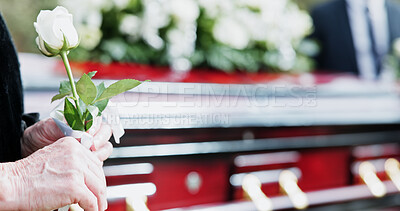 Buy stock photo Coffin, rose and hand in graveyard with funeral, bereavement and burial ceremony for final goodbye. Senior person, white flower and casket in cemetery outdoor with memorial, family mourning or grief.