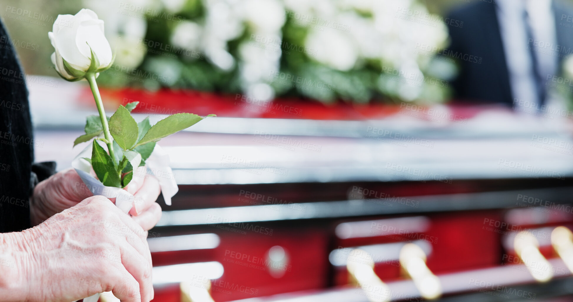 Buy stock photo Coffin, rose and hand in graveyard with funeral, bereavement and burial ceremony for final goodbye. Senior person, white flower and casket in cemetery outdoor with memorial, family mourning or grief.