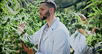 Checklist, scientist or cannabis plant inspection in greenhouse for growth, field study or health. Science team, man and clipboard outdoor to assess marijuana leaves, quality control and compliance