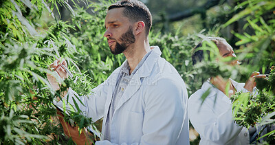 Buy stock photo Checklist, scientist and cannabis plant inspection in greenhouse for growth, field study or health. Science team, man and clipboard to assess marijuana leaves, quality control and medical research