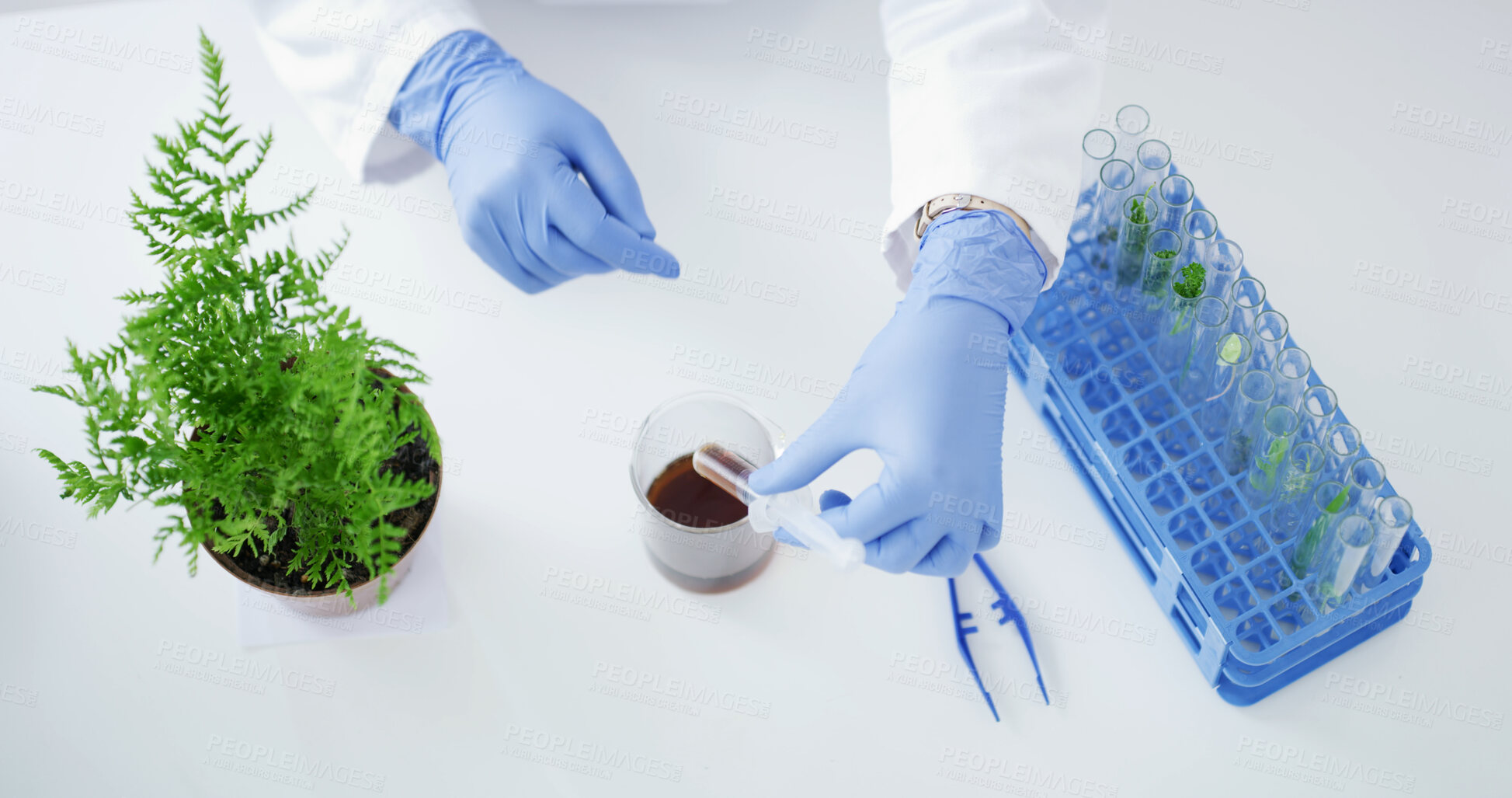 Buy stock photo Person, hands and scientist with syringe for botany experiment, exam or test above in laboratory. Top view, biologist or plant study with sample, gloves or vials for medical research or discovery