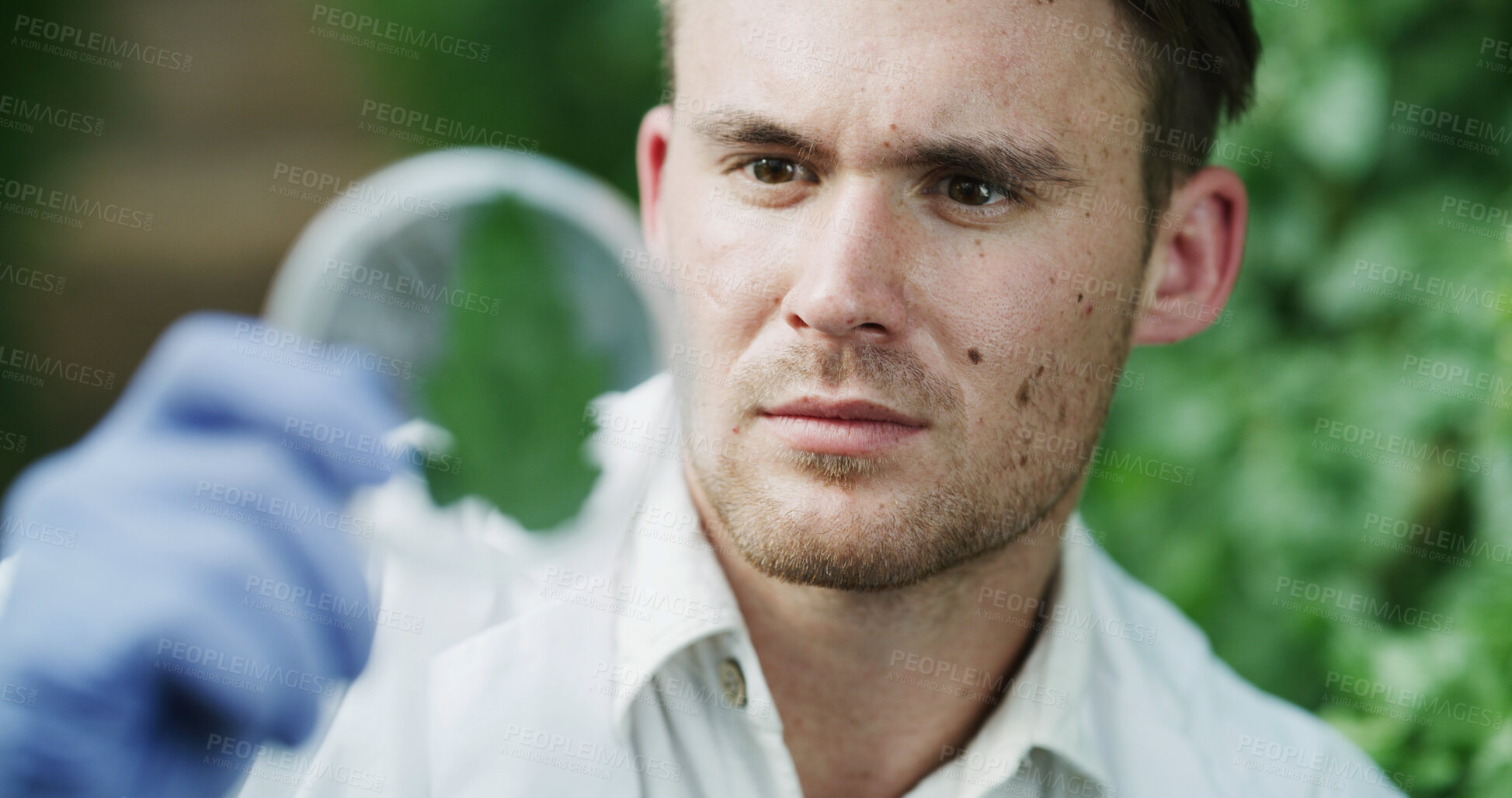 Buy stock photo Man, scientist and petri dish outdoor with leaf, research and botany study for medical cure. Person, botanist and analysis of plant sample for agriculture, microbiology and conservation with specimen
