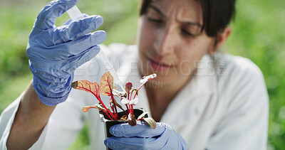 Buy stock photo Woman, scientist and pipette outdoor with plant, research and botany study for medical cure. Test, botanist and analysis of leaves sample for agriculture, microbiology and conservation with specimen