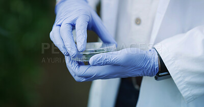Buy stock photo Hands, scientist and petri dish in nature with plant, research and botany study for medical cure. Bokeh, person or analysis of leaf sample for agriculture, microbiology and conservation with specimen
