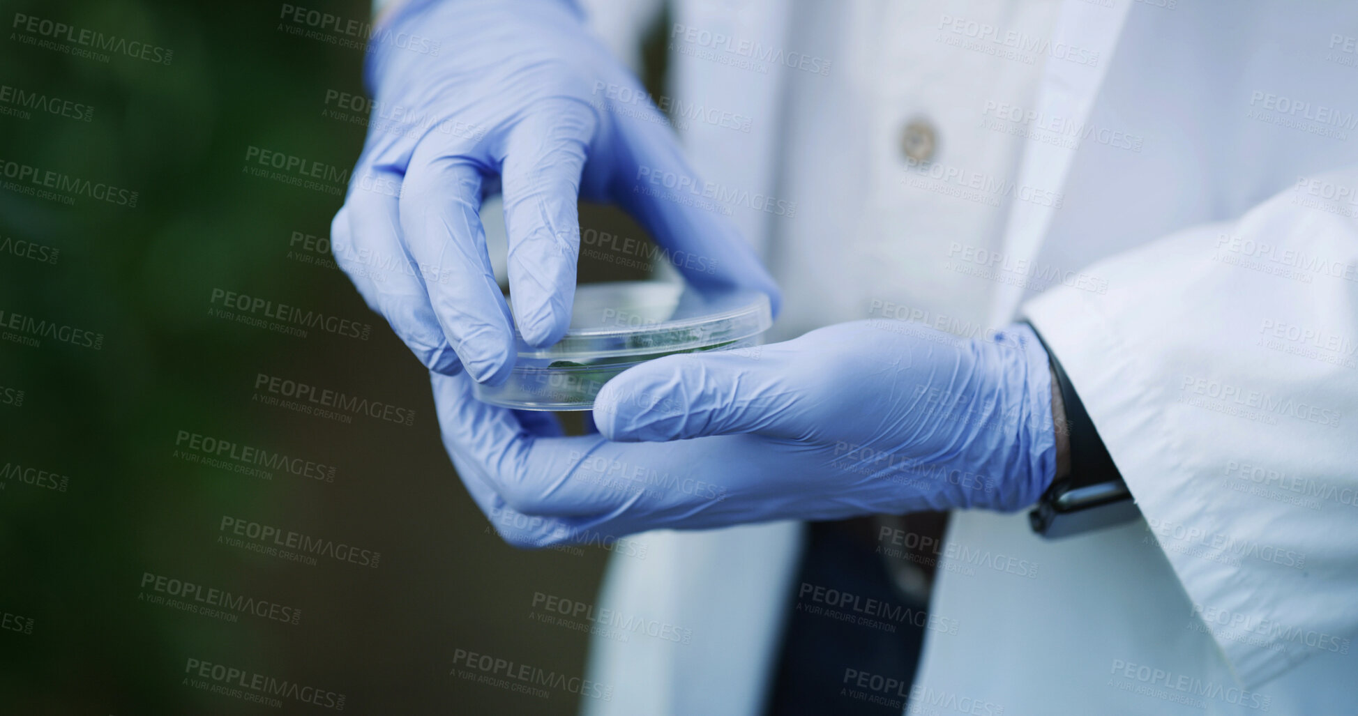 Buy stock photo Hands, scientist and petri dish in nature with plant, research and botany study for medical cure. Bokeh, person or analysis of leaf sample for agriculture, microbiology and conservation with specimen