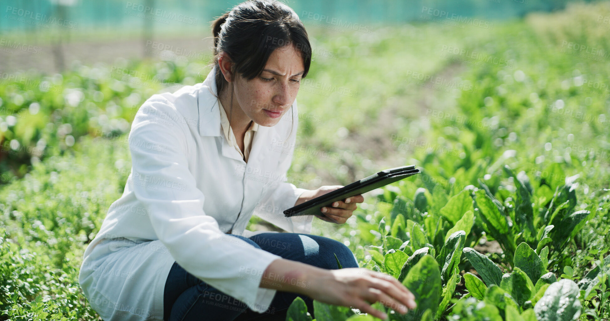 Buy stock photo Tablet, woman and scientist with plants in greenhouse for sustainability, agriculture and agro research. Technology, eco friendly and female biologist with botany growth on farmland for horticulture.