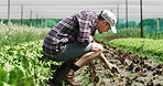 Agriculture, inspection and man in farm for harvest, sustainable business and crop quality assurance. Outdoor, farmer and person with fresh produce in nature, green development and food production