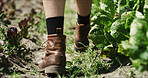 Farm, walk and back of person with plants for inspection, healthy soil or crop quality. Agriculture, greenhouse and feet of farmer with organic produce for harvest, vegetable growth and agribusiness