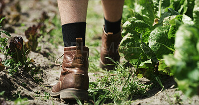 Buy stock photo Farm, walk and legs of person with plants for inspection, healthy soil or crop quality. Agriculture, greenhouse and feet of farmer with organic produce for harvest, vegetable growth and agribusiness