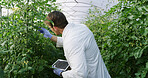 Greenhouse, scientist and man with tablet for inspection, agriculture or crop monitoring with gloves. Outdoor, quality check and health assessment for food production, agronomist and person with tech