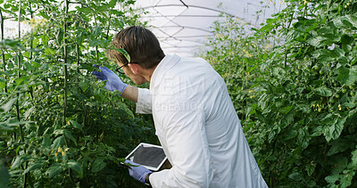 Buy stock photo Greenhouse, scientist and man with tablet for inspection, agriculture or crop monitoring with gloves. Outdoor, quality check and health assessment for food production, agronomist and person with tech