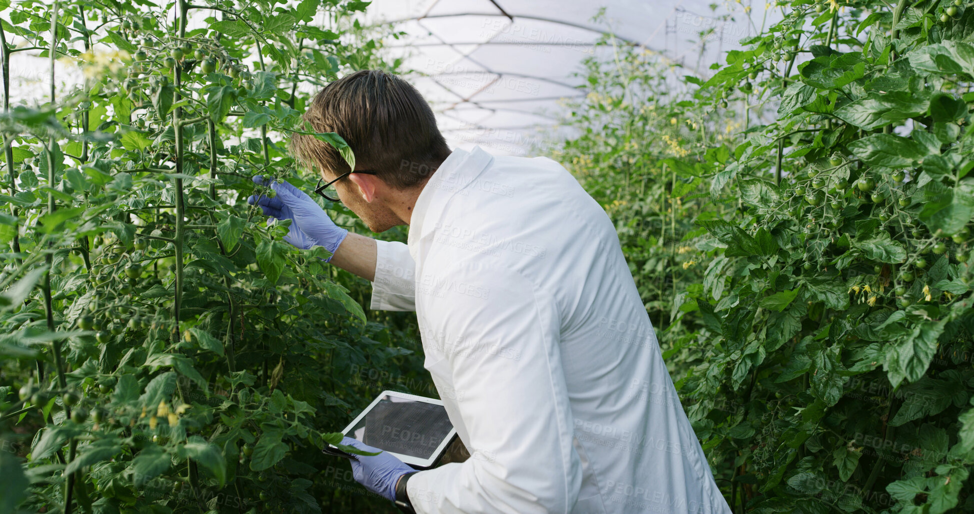 Buy stock photo Greenhouse, scientist and man with tablet for inspection, agriculture or crop monitoring with gloves. Outdoor, quality check and health assessment for food production, agronomist and person with tech