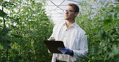 Buy stock photo Scientist, man and inspection checklist in greenhouse for crop profiling, plant health and report. Science, agronomist and clipboard for yield management, record nutrient status and medical research