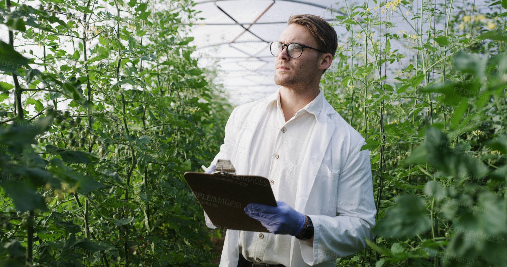 Buy stock photo Scientist, man and inspection checklist in greenhouse for crop profiling, plant health and report. Science, agronomist and clipboard for yield management, record nutrient status and medical research