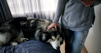 Buy stock photo Hand, love and woman with dog in home bedroom for bonding, companionship or loyalty. Husky, tablet and animal owner with canine sleeping on bed in apartment to research options for pet insurance