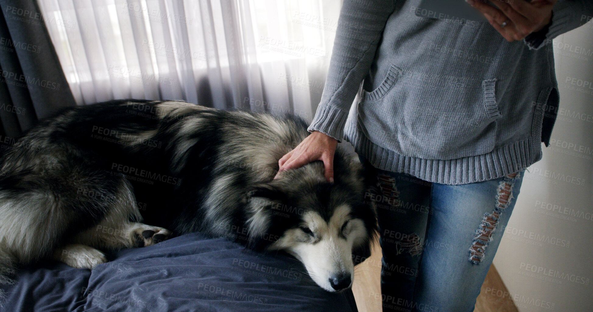 Buy stock photo Hand, love and woman with dog in home bedroom for bonding, companionship or loyalty. Husky, tablet and animal owner with canine sleeping on bed in apartment to research options for pet insurance