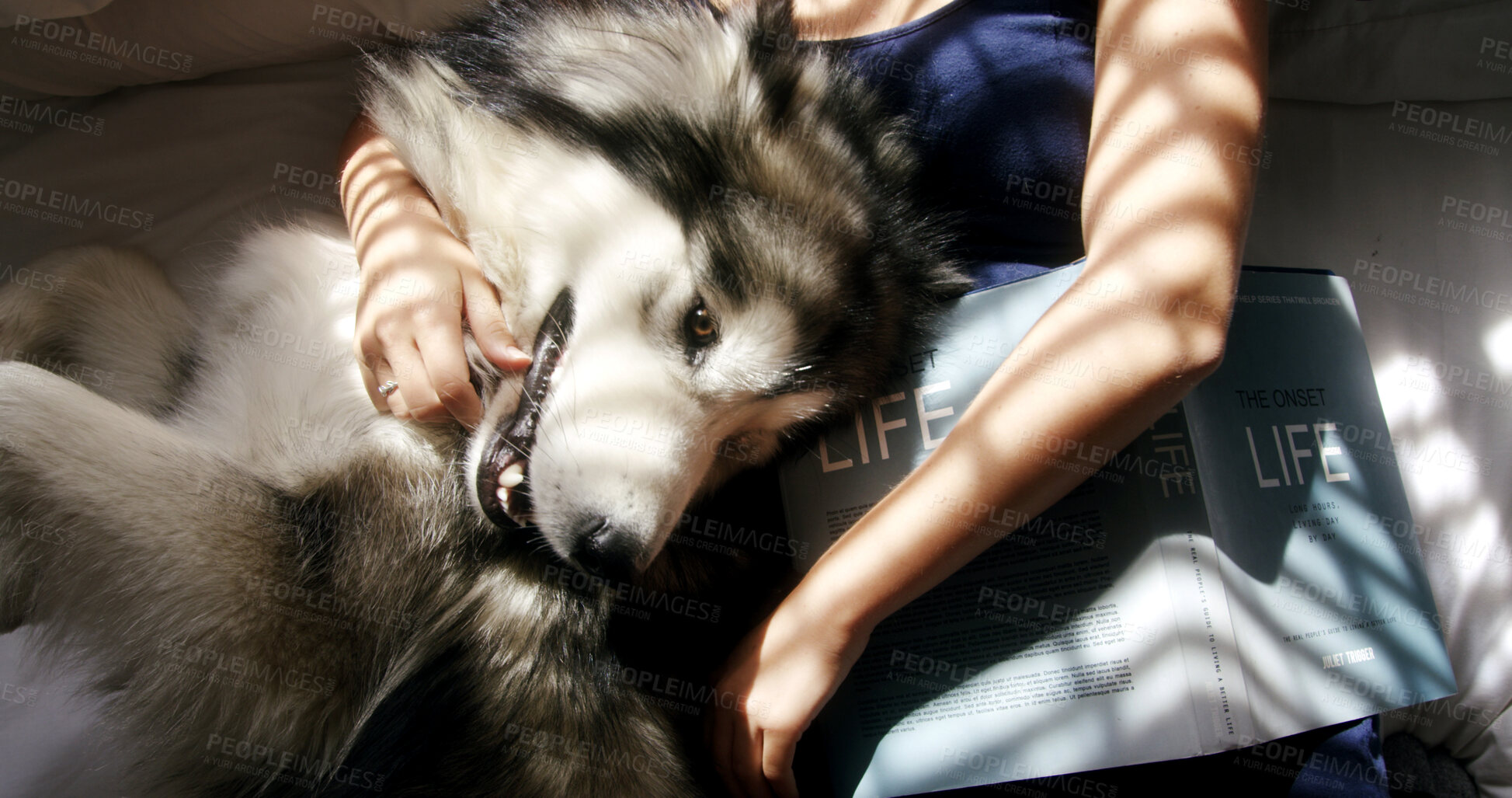 Buy stock photo Dog, hands and hugging with woman in home living room for affection, bonding or security. Cuddle, book and sunlight with husky owner in apartment together for companionship or loyalty from above