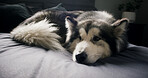 Dog, husky and relax in bedroom with comfort, morning peace or calm with adoption security at house. Apartment, pet or chill with animal on bed for resting, wellness or foster care on weekend