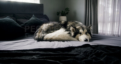 Buy stock photo Dog, husky and rest in bedroom at house with comfort, morning peace or calm with adoption security. Apartment, pet or chilling with animal on bed for relax, wellness or foster care on weekend
