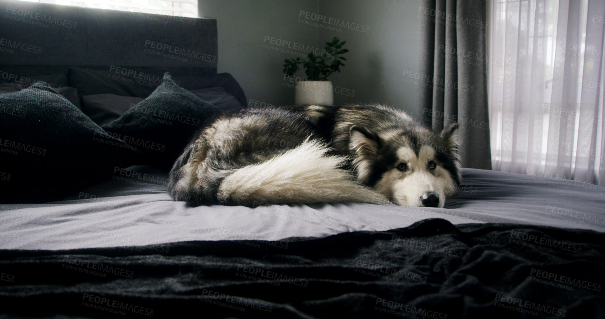 Buy stock photo Dog, husky and rest in bedroom at house with comfort, morning peace or calm with adoption security. Apartment, pet or chilling with animal on bed for relax, wellness or foster care on weekend