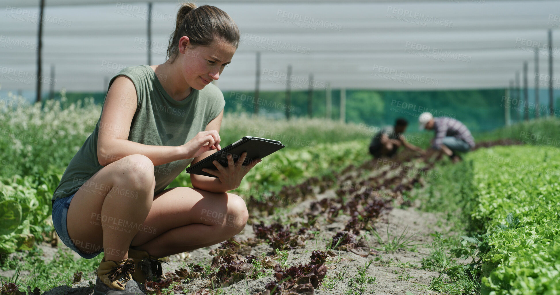 Buy stock photo Farmer, research or field inspection on tablet for nutrient status, soil health or quality control. Agriculture, woman and typing on tech for crop management, yield growth app and recording results