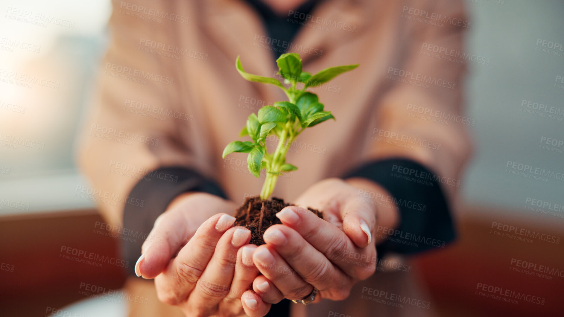 Buy stock photo Business, plant and hands of person with soil for eco friendly project and resource management in office. Corporate, employee and palm with sprout for sustainability, commitment and company growth