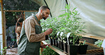 Inspection, weed and plant with man in greenhouse for cannabis growth, quality control and agriculture. Herbal medicine, marijuana farmer and cbd production with person for hemp cultivator and check