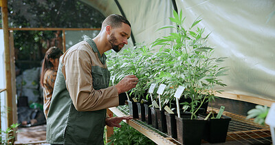Buy stock photo Inspection, weed and plant with man in greenhouse for cannabis growth, quality control and agriculture. Herbal medicine, marijuana farmer and cbd production with person for hemp cultivator and check