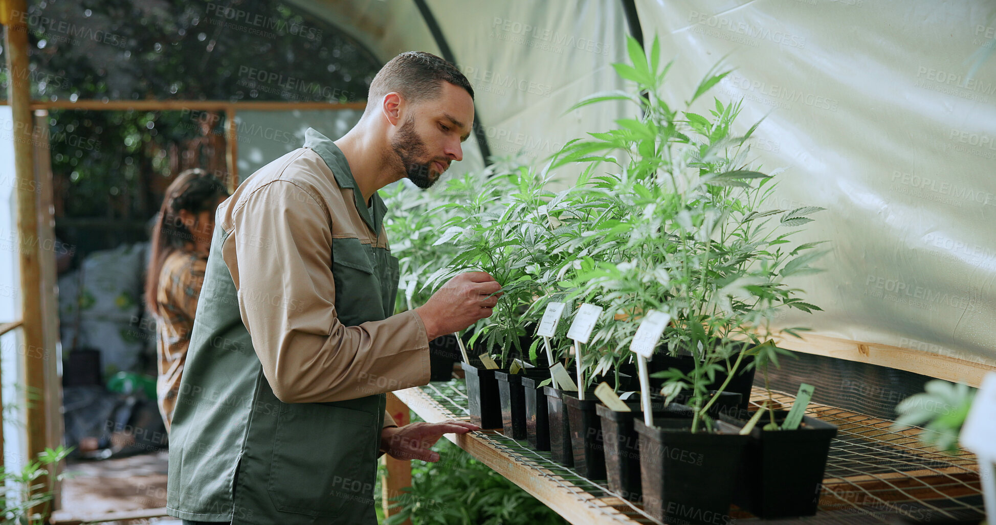 Buy stock photo Inspection, weed and plant with man in greenhouse for cannabis growth, quality control and agriculture. Herbal medicine, marijuana farmer and cbd production with person for hemp cultivator and check
