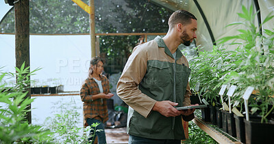 Buy stock photo Monitoring, cannabis or man in greenhouse with tablet, growth review or report in cbd production. Plants, check or grower with tech, development recording or harvest inspection in marijuana business.