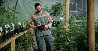 Buy stock photo Man, farm and clipboard for inspection with marijuana, production or hemp for sustainability. Agriculture, small business or cultivator with paperwork for cannabis, harvest or startup for eco biofuel
