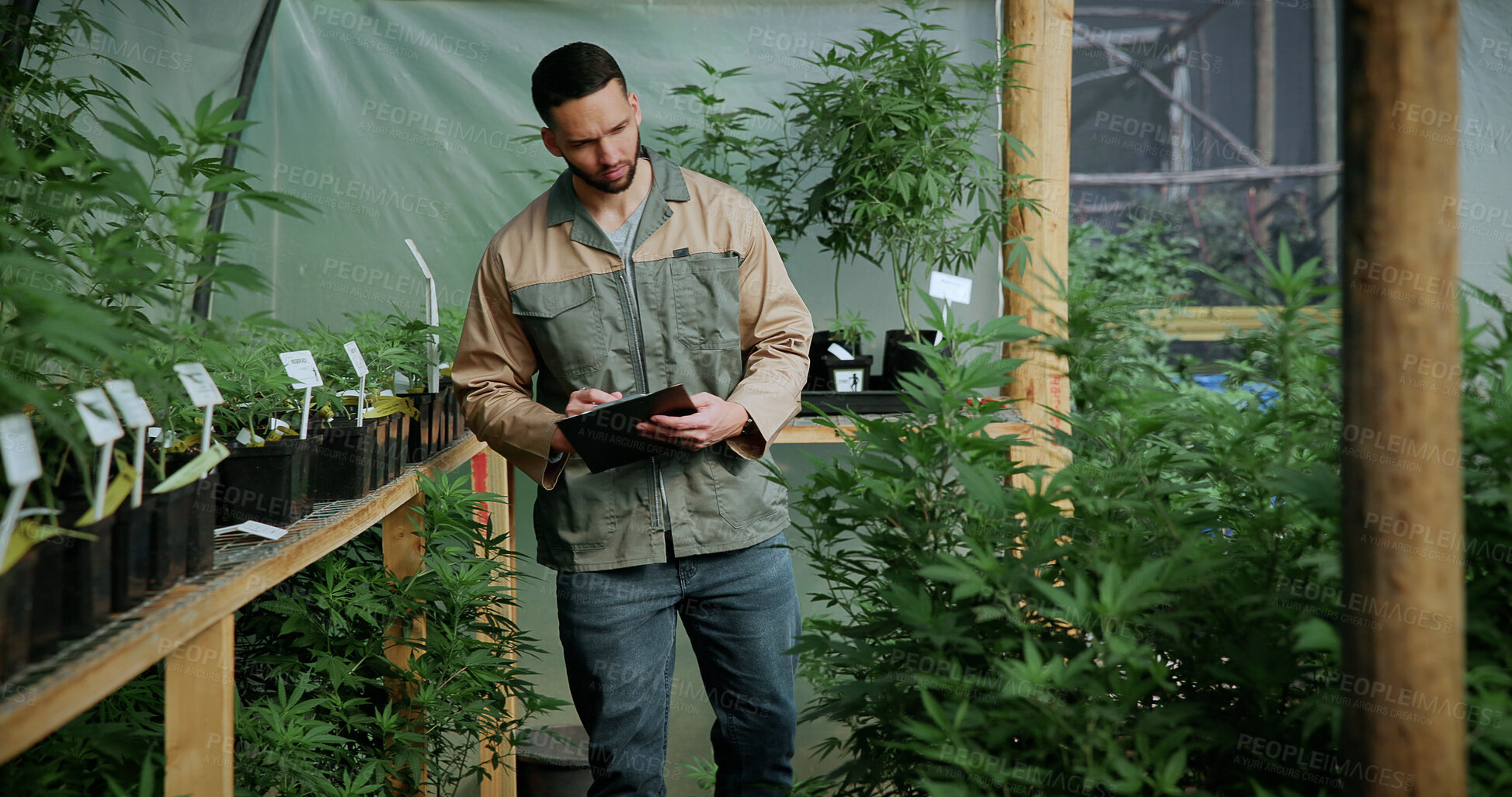 Buy stock photo Man, farm and clipboard for inspection with marijuana, production or hemp for sustainability. Agriculture, small business or cultivator with paperwork for cannabis, harvest or startup for eco biofuel