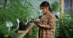Review, cannabis or woman in greenhouse with tablet, growth monitor or report in cbd production. Plants, digital or grower with tech, development recording or harvest inspection in marijuana business