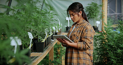 Buy stock photo Review, cannabis or woman in greenhouse with tablet, growth monitor or report in cbd production. Plants, digital or grower with tech, development recording or harvest inspection in marijuana business