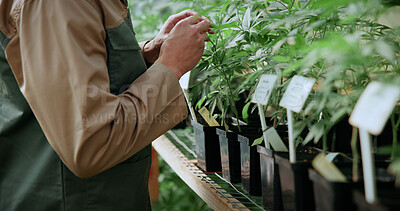 Buy stock photo Hands, person and farming with weed plants for agriculture, inspection and harvest of cannabis. Farmer, green leaves and quality control of marijuana, crop cultivation and botany for hemp production
