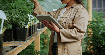 Buy stock photo Review, cannabis or hands in greenhouse with tablet, growth report or monitor of cbd production. Hemp, woman or cultivator with tech, development recording or plant inspection in marijuana business.