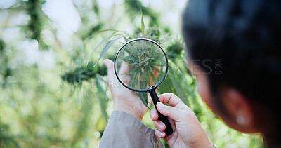 Buy stock photo Cannabis, magnifying glass and hands of woman with plant for inspection, growth and check harvest. Agriculture, farmer and person with quality assurance for marijuana crops, leaves and hemp business