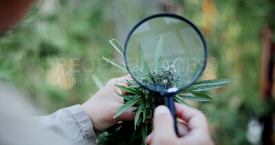 Buy stock photo Cannabis, magnifying glass and hands of person on farm for inspection, growth and check harvest. Agriculture, outdoor and farmer with buds for marijuana crops, plants and hemp for small business