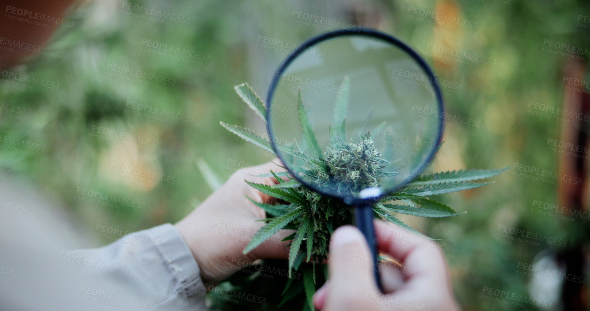 Buy stock photo Cannabis, magnifying glass and hands of person on farm for inspection, growth and check harvest. Agriculture, outdoor and farmer with buds for marijuana crops, plants and hemp for small business