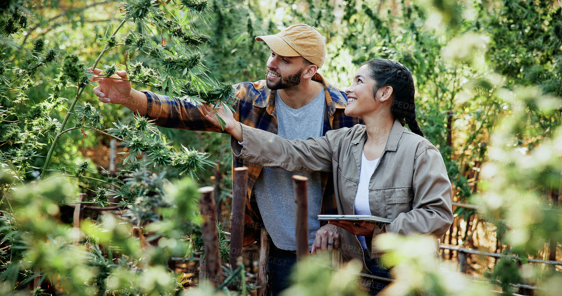 Buy stock photo Team, farm and tablet for inspection with marijuana, production or hemp for sustainability. Agriculture, small business or cultivator people with tech for cannabis, harvest or startup for eco textile