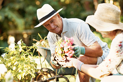 Buy stock photo Shot of a happy senior couple planting flowers in their yard together