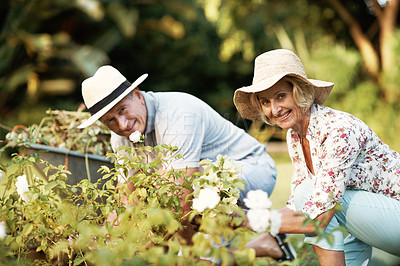 Buy stock photo Portrait of a happy senior couple planting flowers in their yard